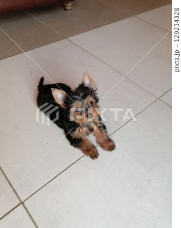 Portrait of an Adorable Yorkshire Terrier Puppy. 129214328