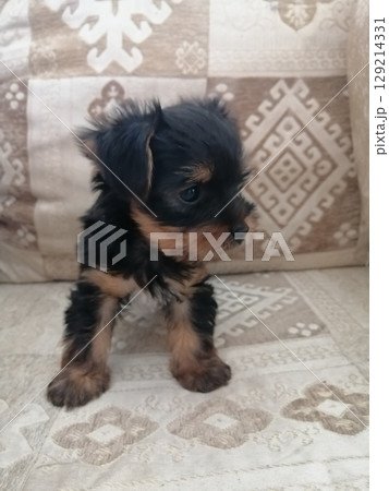 Portrait of an Adorable Yorkshire Terrier Puppy. 129214331