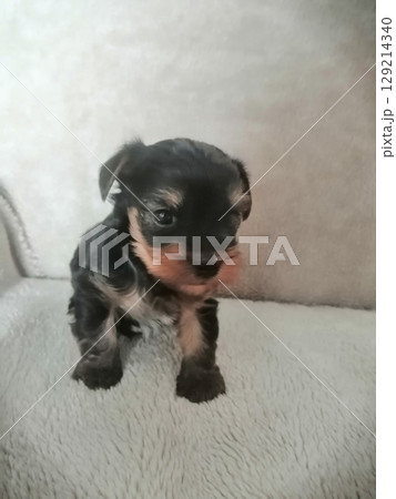 Portrait of an Adorable Yorkshire Terrier Puppy. 129214340
