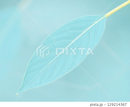 ミントグリーンの葉っぱ 129214367