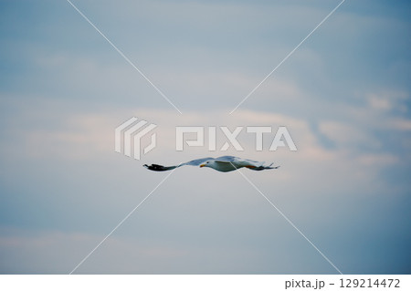 Seagull flies against the sunset sky over the sea. Background travel brochure 129214472