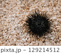A sea urchin on rocky beach in summer. Black spines protect it from predators 129214512