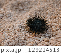 A sea urchin on rocky beach in summer. Black spines protect it from predators 129214513
