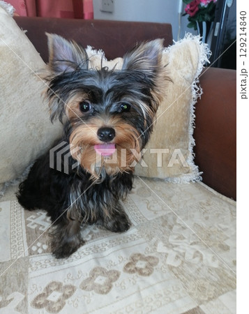 Portrait of an Adorable Yorkshire Terrier Puppy. Portrait of an Adorable Yorkshire Terrier Puppy. 129214840