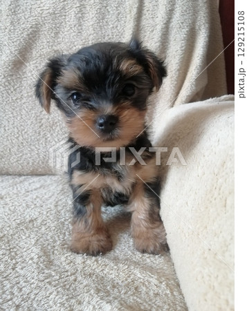 Portrait of an Adorable Yorkshire Terrier Puppy. Portrait of an Adorable Yorkshire Terrier Puppy. 129215108