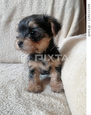Portrait of an Adorable Yorkshire Terrier Puppy. 129215109