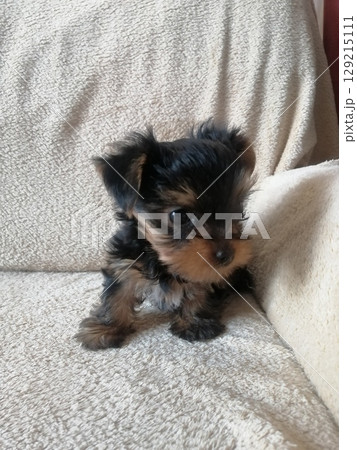 Portrait of an Adorable Yorkshire Terrier Puppy. 129215111