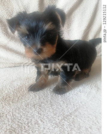 Portrait of an Adorable Yorkshire Terrier Puppy. Portrait of an Adorable Yorkshire Terrier Puppy. 129215112