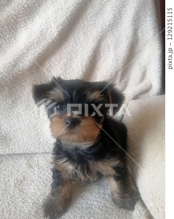 Portrait of an Adorable Yorkshire Terrier Puppy. Portrait of an Adorable Yorkshire Terrier Puppy. 129215115