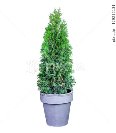 Trimmed thuja growing in large plastic pot isolated on white background. Big potted green thuya cutout 129215131