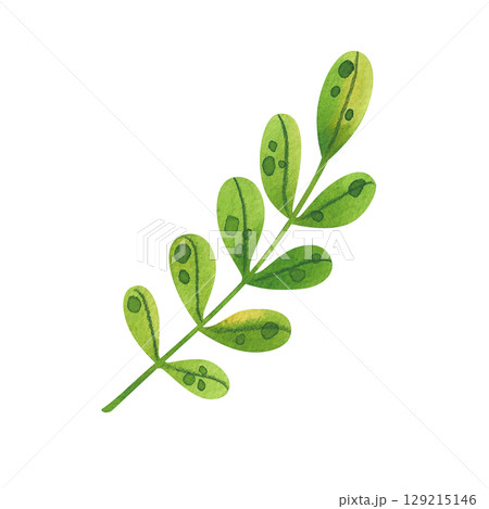 Single green plant stem with fresh leaves, hand drawn. Watercolor illustration of a plant, perfect for eco-design, packaging or educational materials. Single green plant stem with fresh leaves, hand drawn. Watercolor illustration of a plant, perfect for eco-design, packaging or educational materials. 129215146