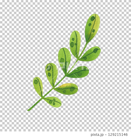 Single green plant stem with fresh leaves, hand drawn. Watercolor illustration of a plant, perfect for eco-design, packaging or educational materials. Single green plant stem with fresh leaves, hand drawn. Watercolor illustration of a plant, perfect for eco-design, packaging or educational materials. 129215146