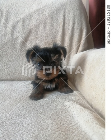 Portrait of an Adorable Yorkshire Terrier Puppy. 129215189