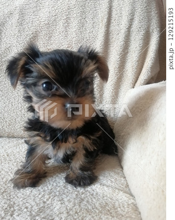 Portrait of an Adorable Yorkshire Terrier Puppy. 129215193