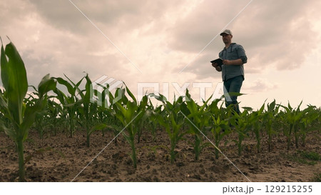 agriculture, farmer working corn field digital tablet, Agronomist with tablet in corn field, Early maize plantation, Digital crop monitoring, Man in farmland innovation, Corn sprouts in rural field 129215255