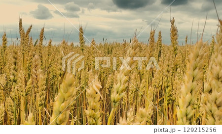 Wheat Field Panorama, Cloudy Weather Over Wheat, Abundant Wheat Harvest, Yellow Spikes, Scenic Farmland, Ready For Harvest, Grain Crop Agriculture, Summer Sky And Wheat, Eco Farming, Mature Ears, 129215256