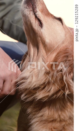 male dog handler walks with dog sunset, pet domestic pet sunset, happy, positive, practicing, forest sunset walk, casual, time, leisurely pet walk, companionship, joyful, leash, instructing, dog 129215289