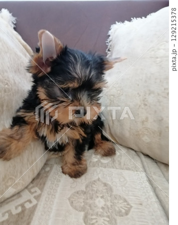 Portrait of an Adorable Yorkshire Terrier Puppy. Portrait of an Adorable Yorkshire Terrier Puppy. 129215378
