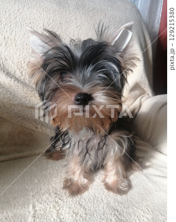 Portrait of an Adorable Yorkshire Terrier Puppy. Portrait of an Adorable Yorkshire Terrier Puppy. 129215380