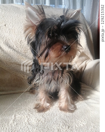 Portrait of an Adorable Yorkshire Terrier Puppy. Portrait of an Adorable Yorkshire Terrier Puppy. 129215382