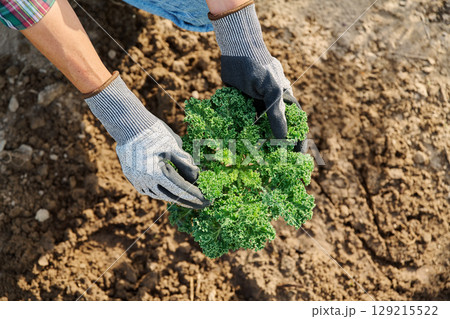 Top view of kale, hands of gardener showing plant growing in ground. 129215522