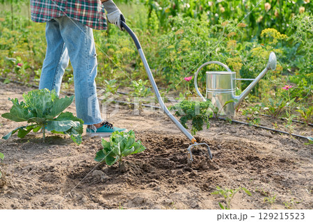 Garden hand metal tool hoe for weed control, soil cultivation, on vegetable beds 129215523