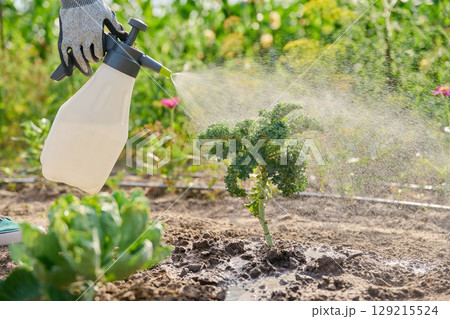 Spraying kale cabbage plants on an outdoor bed from hand spray bottle 129215524