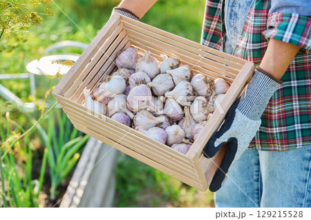 Close up of garlic harvest in wooden box in hands of gardener farmer 129215528