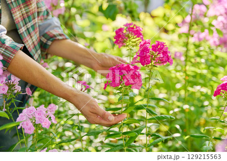 Summer sunny flowerbed with flowering bushes of pink paniculate phlox 129215563