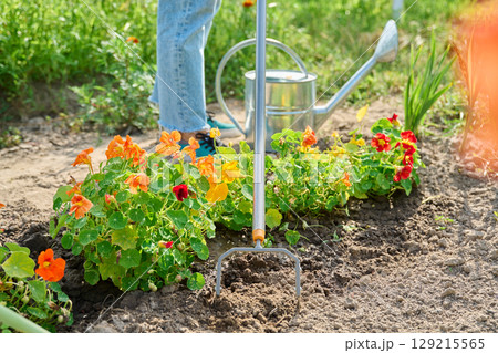 Garden hand metal tool hoe for weed control, soil cultivation, on bed of nasturtium flowers Garden hand metal tool hoe for weed control, soil cultivation, on bed of nasturtium flowers 129215565