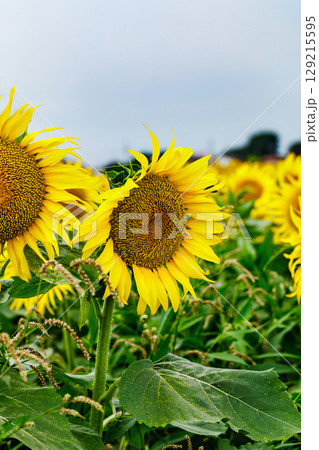 向日葵 129215595