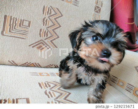 Portrait of an Adorable Yorkshire Terrier Puppy. Portrait of an Adorable Yorkshire Terrier Puppy. 129215671