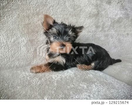 Portrait of an Adorable Yorkshire Terrier Puppy. Portrait of an Adorable Yorkshire Terrier Puppy. 129215674