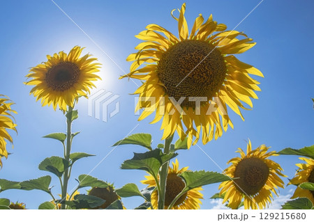 Sunflowers bloom in a field against a blue sky with clouds. Agriculture, farm. Sunflower growing season. Oil crops. Beautiful landscape. 129215680