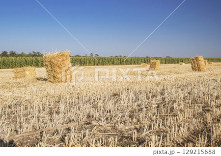 Straw bales in a field against blue sky with clouds. Harvested wheat field with straw bales, rural beautiful landscape, farm. Straw bales in a field against blue sky with clouds. Harvested wheat field with straw bales, rural beautiful landscape, farm. 129215688