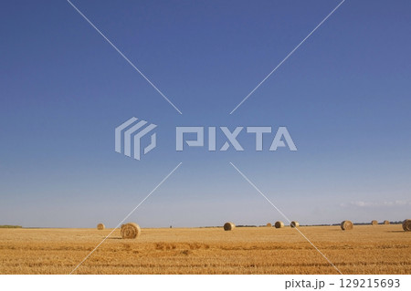 Straw bales in a field against blue sky with clouds. Harvested wheat field with straw bales, rural beautiful landscape, farm. Straw bales in a field against blue sky with clouds. Harvested wheat field with straw bales, rural beautiful landscape, farm. 129215693