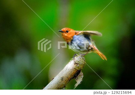 初夏に高山の渓流沿いで見られるオレンジ色の美しい渡り鳥、日本を代表する小鳥コマドリ 129215694