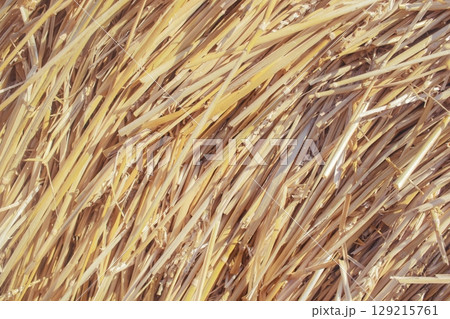 Straw bale texture background. Close-up of a hay bale. Stacks of hay stacked in a field. Straw bale texture background. Close-up of a hay bale. Stacks of hay stacked in a field. 129215761