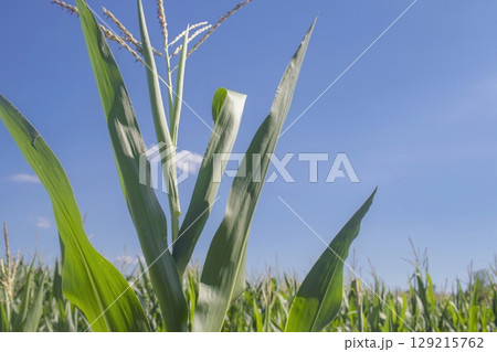 Corn field, close up of green corn plants growing in the field. Agriculture, harvest. 129215762