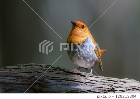 初夏に高山の渓流沿いで見られるオレンジ色の美しい渡り鳥、日本を代表する小鳥コマドリ 初夏に高山の渓流沿いで見られるオレンジ色の美しい渡り鳥、日本を代表する小鳥コマドリ 129215804
