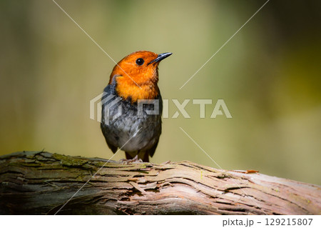 初夏に高山の渓流沿いで見られるオレンジ色の美しい渡り鳥、日本を代表する小鳥コマドリ 初夏に高山の渓流沿いで見られるオレンジ色の美しい渡り鳥、日本を代表する小鳥コマドリ 129215807