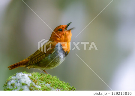 初夏に高山の渓流沿いで見られるオレンジ色の美しい渡り鳥、日本を代表する小鳥コマドリ 初夏に高山の渓流沿いで見られるオレンジ色の美しい渡り鳥、日本を代表する小鳥コマドリ 129215810