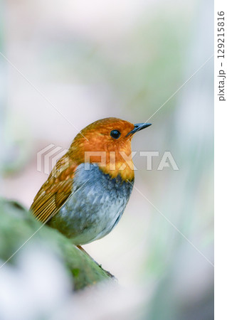 初夏に高山の渓流沿いで見られるオレンジ色の美しい渡り鳥、日本を代表する小鳥コマドリ 129215816