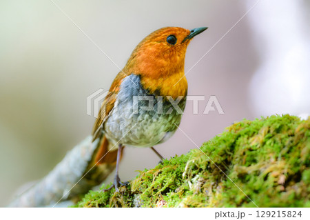 初夏に高山の渓流沿いで見られるオレンジ色の美しい渡り鳥、日本を代表する小鳥コマドリ 129215824