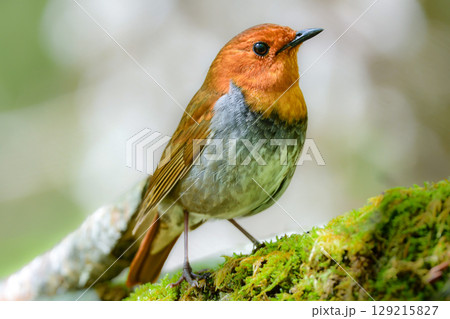 初夏に高山の渓流沿いで見られるオレンジ色の美しい渡り鳥、日本を代表する小鳥コマドリ 初夏に高山の渓流沿いで見られるオレンジ色の美しい渡り鳥、日本を代表する小鳥コマドリ 129215827
