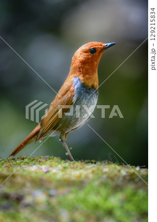 初夏に高山の渓流沿いで見られるオレンジ色の美しい渡り鳥、日本を代表する小鳥コマドリ 129215834
