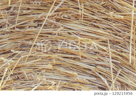 Straw bale texture background. Close-up of a hay bale. Stacks of hay stacked in a field. 129215956
