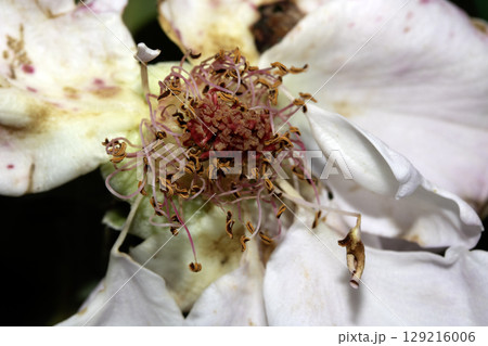 Close up of an over bloomed wilted rose flower on the plant 129216006