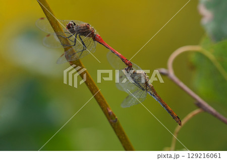 dragonflies Odonata mating copulating on a plant stem, field 129216061