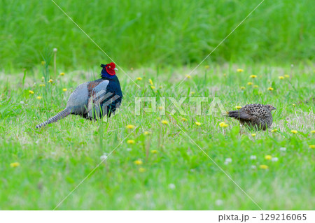 春から初夏に草原や高原で見られる緑色の美しい羽を持つ日本固有種の鳥キジ 春から初夏に草原や高原で見られる緑色の美しい羽を持つ日本固有種の鳥キジ 129216065